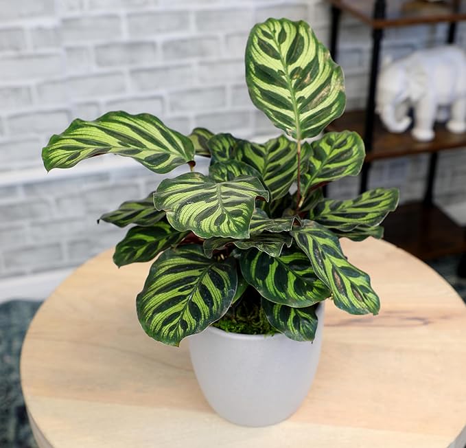 Non-Toxic Calathea Prayer Plant Decor, Desk Plant in 4" Stone Planter, Pet Safe Plants, Live Plant for Low Light Home, Calathea Plant Gift, Decorative Plants & House Plants by Plants for Pets
