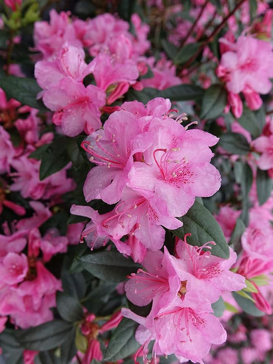 Green Promise Farms Rhododendron X `AGLO` Evergreen, 3 Size Container, Pink Flowers