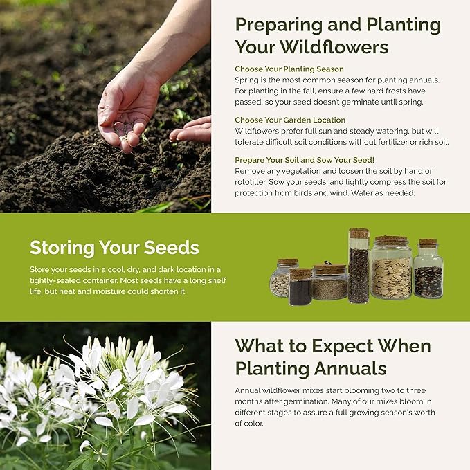 Eden Brothers Vintage Lace Flower Mixed Seeds for Planting, 1/4 lb, 120,000+ Seeds with Cosmos Gloria, Bishop's Flower, Snapdragon, Attracts Pollinators, Plant in Spring, Zones 3, 4, 5, 6, 7, 8, 9, 10