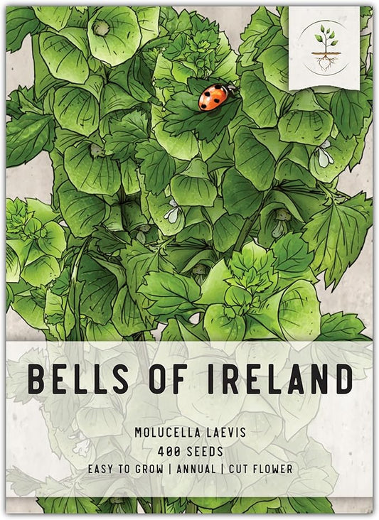 Seed Needs, Bells of Ireland Seeds - 400 Heirloom Seeds for Planting Molucella laevis - Green Bell Shaped Flowers, Perfect as a Cut Flower, Attracts Pollinators (1 Pack)