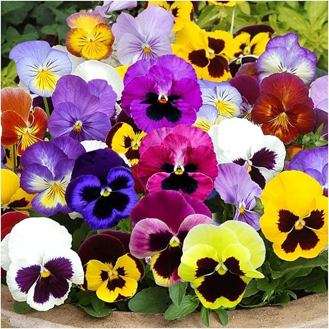 Seed Needs, Edible Wildflower Seed Packet Collection (7 Varieties of Flower Seed for Planting) Non-GMO & Untreated - Includes Viola, Pansies, Chives, Borage, Calendula, Nasturtium and Bee Balm