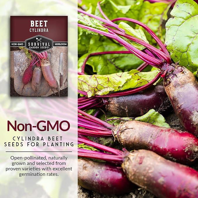 Survival Garden Seeds - Cylindra Beet Seed for Planting - 2 Packs with Instructions to Plant and Grow Dark Red Beets in Your Home Vegetable Garden - Non-GMO Heirloom Variety - Seed Planting Vegetable