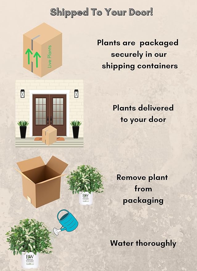 Sweetspire Scentlandia Itea, 2 Gallon, White Blooms