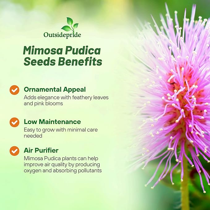Outsidepride 2000 Seeds Annual Mimosa Pudica Sensitive Plant Flower Seeds for Planting