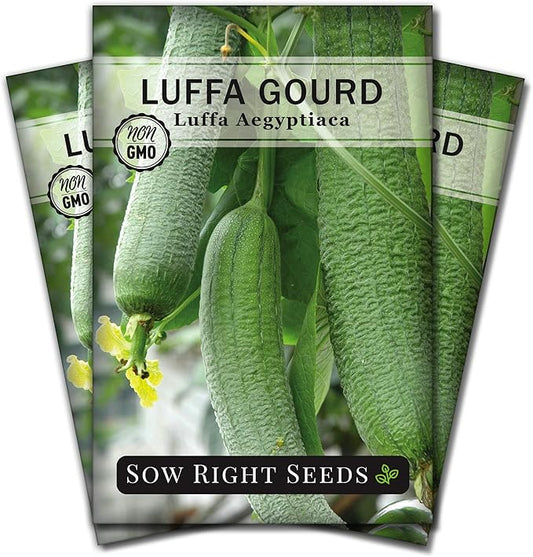 Sow Right Seeds - Luffa Gourd Seed for Planting - Non-GMO Heirloom Packet with Instructions to Plant a Home Vegetable Garden - Grow Your Own Loofah Sponge at Home - Show Off Unique Gourds (3)