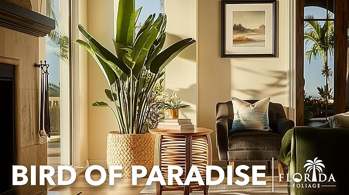 Orange Bird of Paradise | Strelitzia Reginae | 10 Live Plants | Tropical Perennial Blooming Specimen