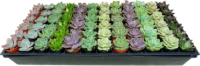 1.75 Inch Mini-Echeveria Assortment | Beautiful Rosette Assortment | Colorful, Hand-Picked Assortment | Great for Office, Home, or Wedding Decor | 72-Pack