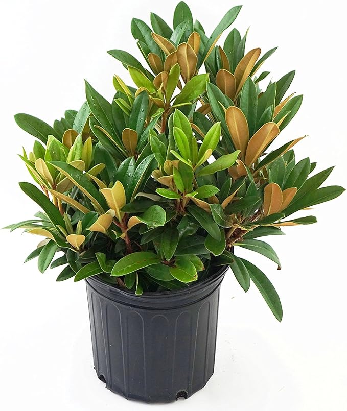 Rhododendron 'Mardi Gras' (Rhododendron) Evergreen, pale pink flowers, #2 - Size Container