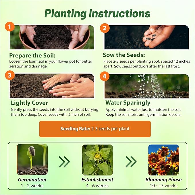 Outsidepride 100 Seeds Helianthus Annuus Joker Sunflower Seeds for Planting