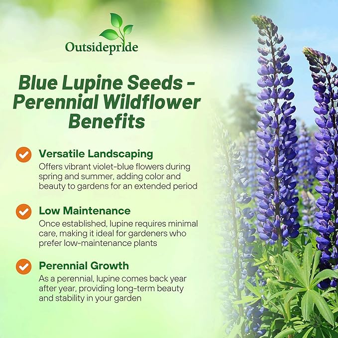 Outsidepride 1 lb. Perennial Blue Lupine Flower Seeds for Planting