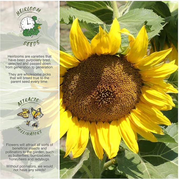 Seed Needs, Dwarf Sunspot Sunflower Seeds - 80 Heirloom Seeds for Planting Helianthus annuus - Attracts Butterflies & Pollinators, Grows 2 Feet Tall (5 Packs)