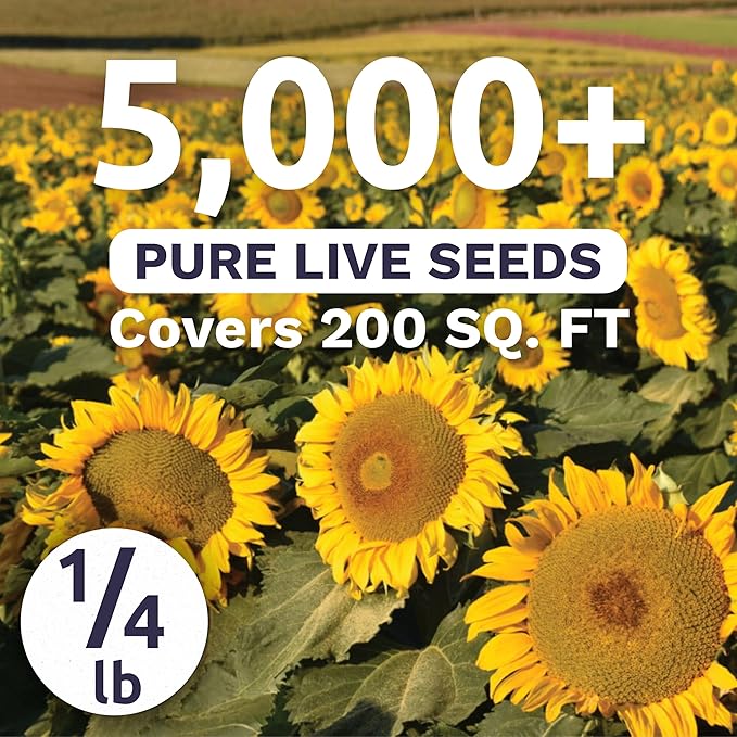 Dwarf Sunspot Sunflower - Bulk 1/4 Pound Pouch - 5,000 Flower Seeds for Planting - Helianthus annuus