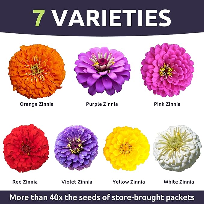 Zinnia Dahlia Mix - Bulk 1/4 Pound Pouch - 15,000 Flower Seeds for Planting - Zinnia elegans
