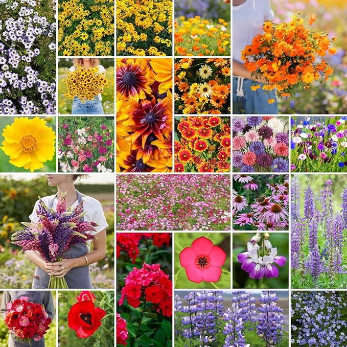 Eden Brothers Southwest Wildflower Mixed Seeds for Planting, 1 lb, 480,000+ Seeds with Cornflower, Blanket Flower | Attracts Pollinators, Plant in Spring or Fall, Zones 3, 4, 5, 6, 7, 8, 9, 10
