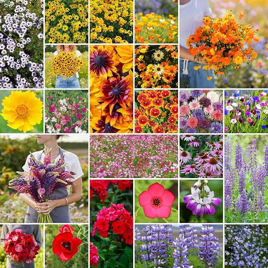 Eden Brothers Southwest Wildflower Mixed Seeds for Planting, 1 lb, 480,000+ Seeds with Cornflower, Blanket Flower | Attracts Pollinators, Plant in Spring or Fall, Zones 3, 4, 5, 6, 7, 8, 9, 10