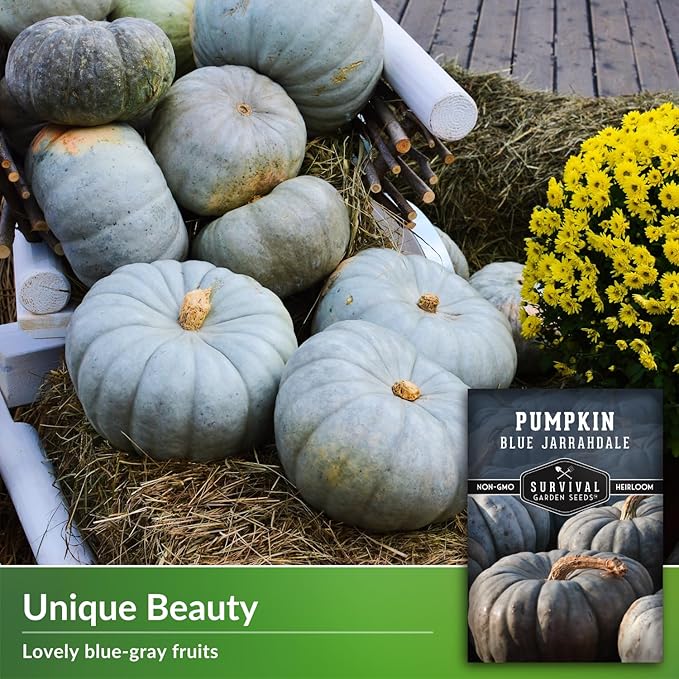 Blue Jarrahdale Pumpkin Seeds for Planting - 1 Packet with Instructions to Plant & Grow Decorative and Flavorful Blue Pumpkins in Your Home Garden - Non-GMO Heirloom Variety - Survival Garden Seeds