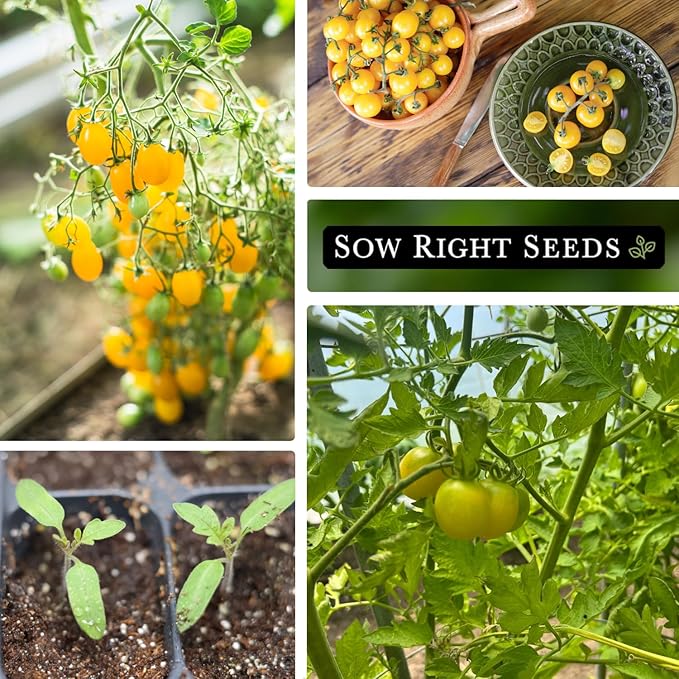 Sow Right Seeds - White Cherry Tomato Seed for Planting - Non-GMO Heirloom Packet with Instructions to Plant a Home Vegetable Garden - Pale Yellow Snacking Variety - Indeterminate Variety