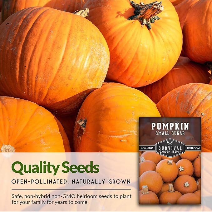 Survival Garden Seeds - Small Sugar Pumpkin Seed for Planting - 2 Packs with Instructions to Plant and Grow Pie Pumpkins in Your Home Vegetable Garden - Non-GMO Heirloom Variety