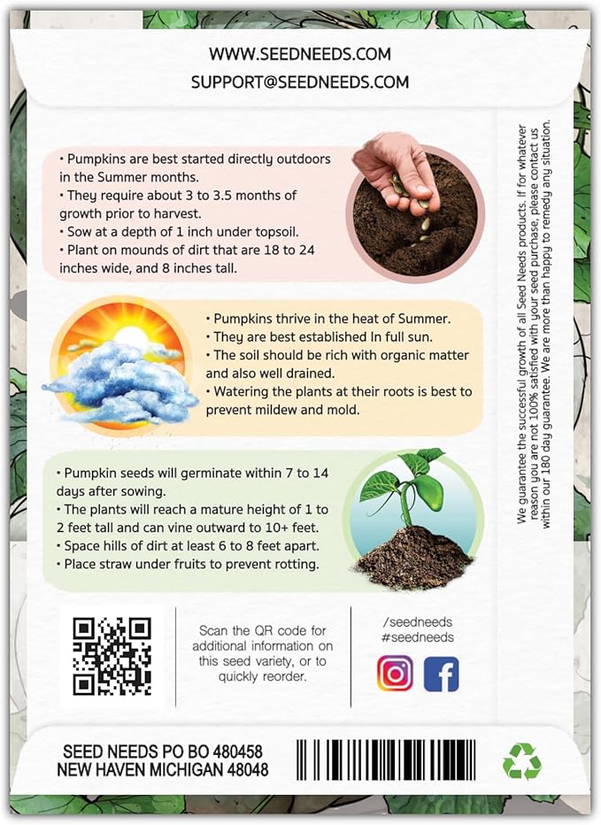 Seed Needs, Blue Jarrahdale Pumpkin Seeds - 20 Heirloom Seeds for Planting Cucurbita maxima - Non-GMO & Untreated - Tasty Decorative Pumpkin for Halloween & Fall (5 Packs)