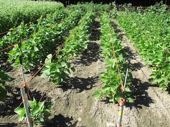 Pinto Bean Plant Seeds, 30+ Heirloom Seeds Per Packet, (Isla's Garden Seeds), Non GMO Seeds, 90% Germination Rate, Botanical Name: Phaseolus vulgaris