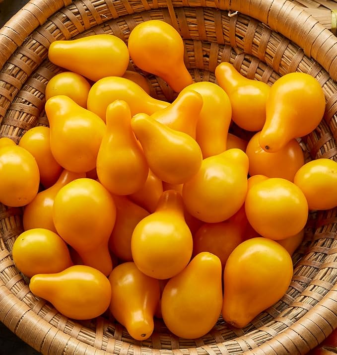Burpee 'Yellow Pear' Heirloom, Yellow Pear Tomato, 150 Non-GMO Seeds