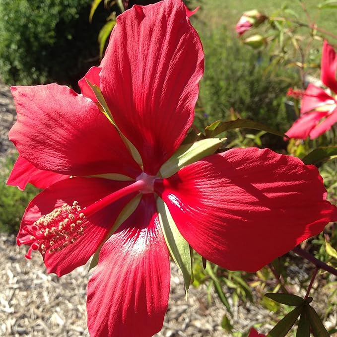 Texas Star Hibiscus Seeds Hibiscus Coccineus Tolerate Wet Soil Attract Pollinators Large Showy Flowers Patio Garden Outdoor 15Pcs Flower Seeds by YEGAOL Garden