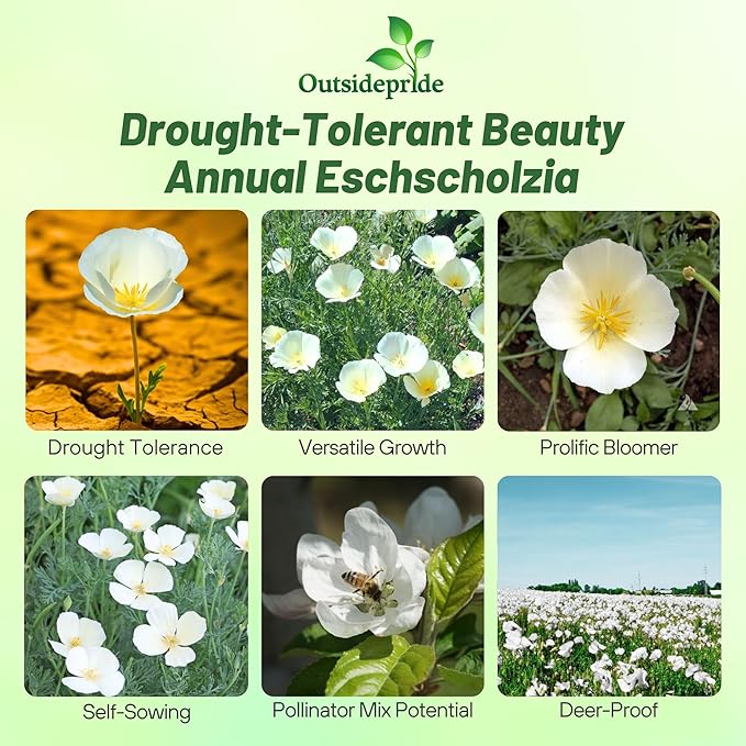 Outsidepride 5000 Seeds Annual Eschscholzia California Poppy White Linen Wild Flower Seeds