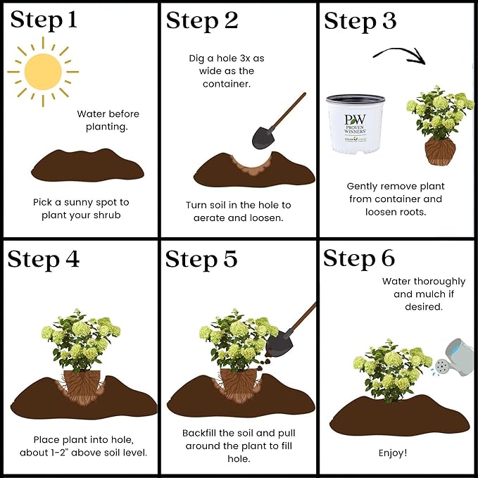 2 Gal. Little Lime Hydrangea Shrub