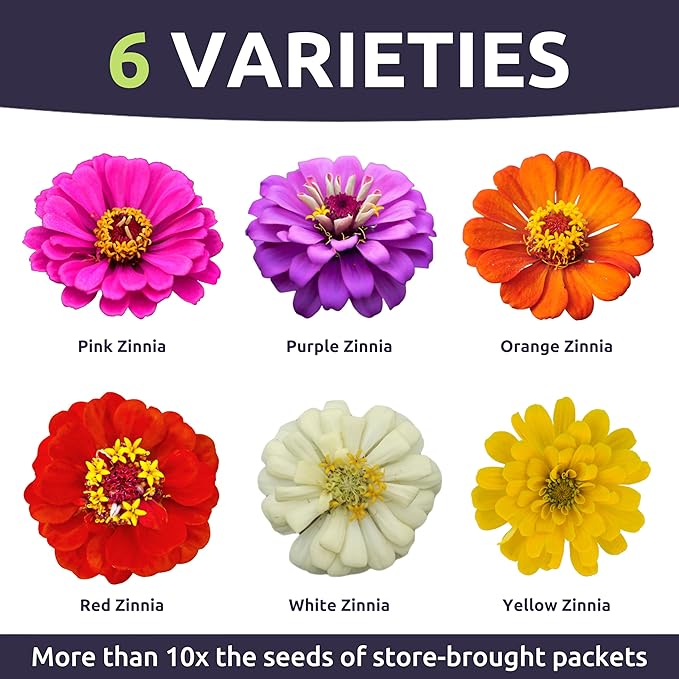 Zinnia Thumbelina Mix - Large 1/2 Ounce Packet - 2,500 Flower Seeds for Planting - Zinnia elegans