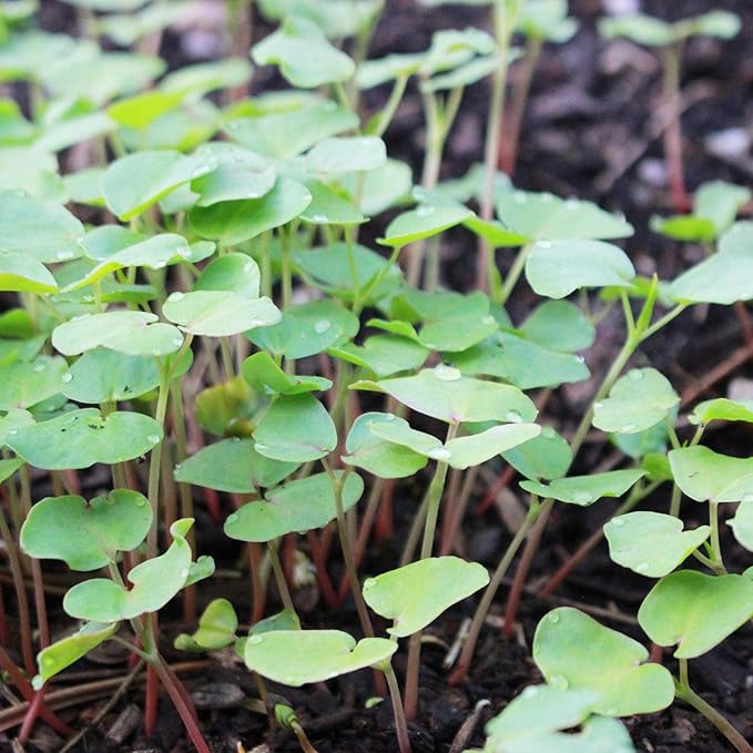 Buckwheat Seeds - 5 Lb ~60,000 Seeds - Organic, Non-GMO, Whole (Shell On) - Grow Buck Wheat Cover Crops, Microgreens, Lettuce