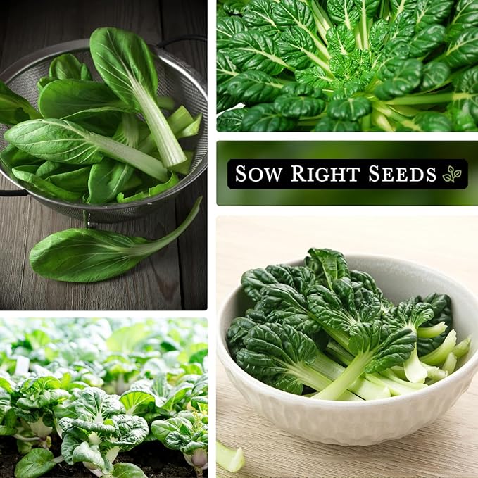 Sow Right Seeds - Black Knight Tat SOI Seeds for Planting - Non-GMO Heirloom Packet with Instructions to Plant a Home Vegetable Garden - Chinese Mustard Greens for Cooking - Dark Leafy Green (1)