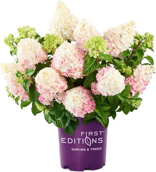 3 Gallon First Editions Hydrangea Vanilla Strawberry Shrub