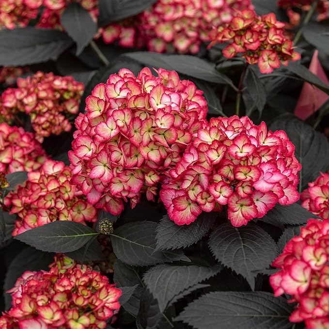 2 Gallon FIRST EDITIONS Eclipse Hydrangea Shrub