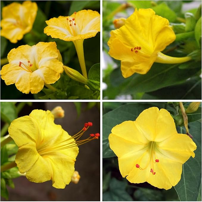 Seed Needs, Yellow Four O' Clock Seeds - 60 Heirloom Seeds for Planting Mirabilis Jalapa - Tender Perennial Flowers to Attract Butterflies, Hummingbirds & Other Pollinators (1 Pack)