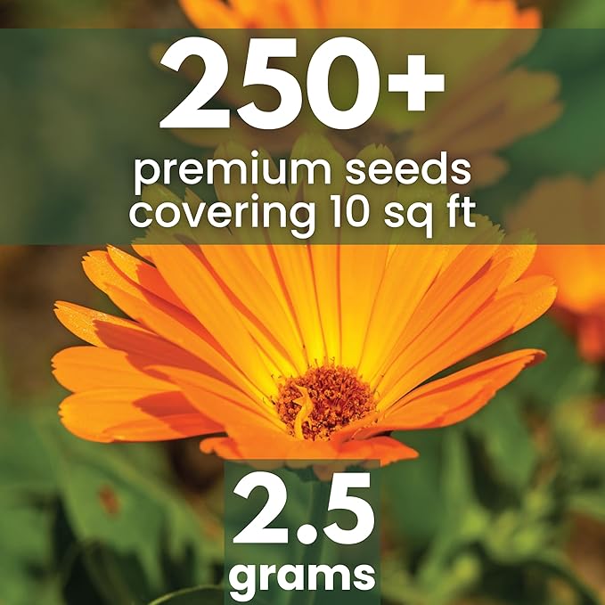 Calendula Pacific Beauty - Large 2,500mg Envelope - 250 Flower Seeds for Planting - Calendula officinalis