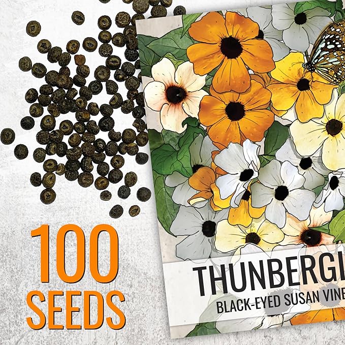 Seed Needs, Black-Eyed Susan Vine Seeds - 100 Heirloom Seeds for Planting Thunbergia alata - Annual Vining Flowers to Cover a Fence or Trellis (1 Pack)