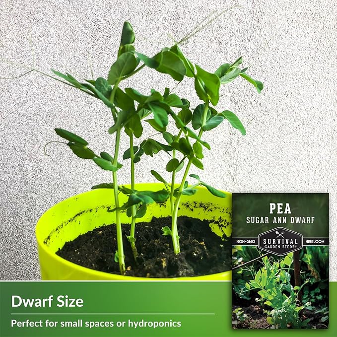 Sugar Ann Dwarf Pea Seed for Planting - 1 Packet with Instructions to Plant and Grow Sweet Snap Peas in Your Home Vegetable Garden - Non-GMO Heirloom Variety - Survival Garden Seeds
