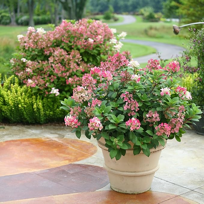 2 Gal Proven Winners Little Quick Fire Hydrangea, Rich Pink and Creamy White