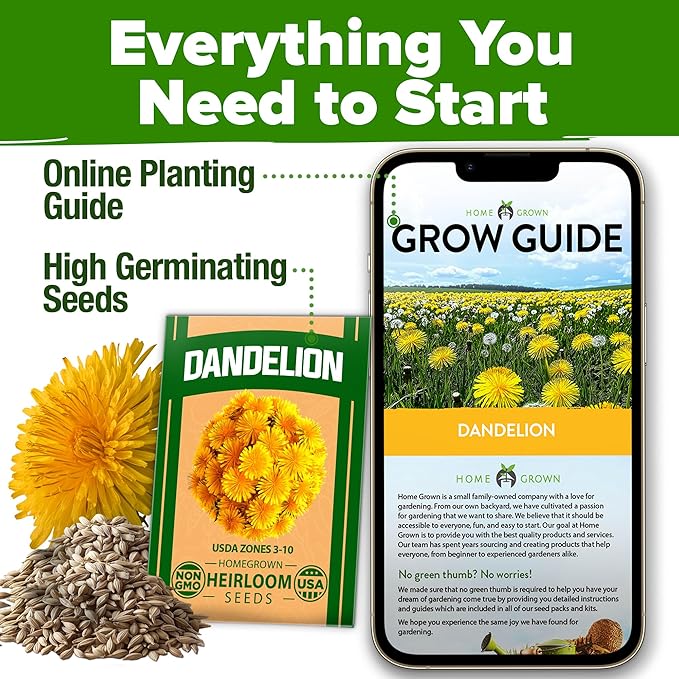 HOME GROWN 𝗨𝗦𝗔 𝗣𝗥𝗘𝗠𝗜𝗨𝗠 Dandelion Seeds for Planting – 600 Heirloom Medicinal Herb Seeds (~0.3g) 𝗡𝗢𝗡-𝗚𝗠𝗢 Grow Edible Leaves and Flowers for Remedies or Wildlife (Taraxacum officinale)