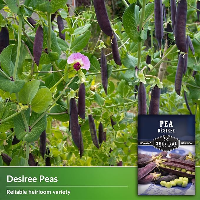 Desiree Pea Seed for Planting - 1 Packet with Instructions to Plant and Grow Delicious Purple-Podded Snap Peas in Your Home Vegetable Garden - Non-GMO Heirloom Variety - Survival Garden Seeds