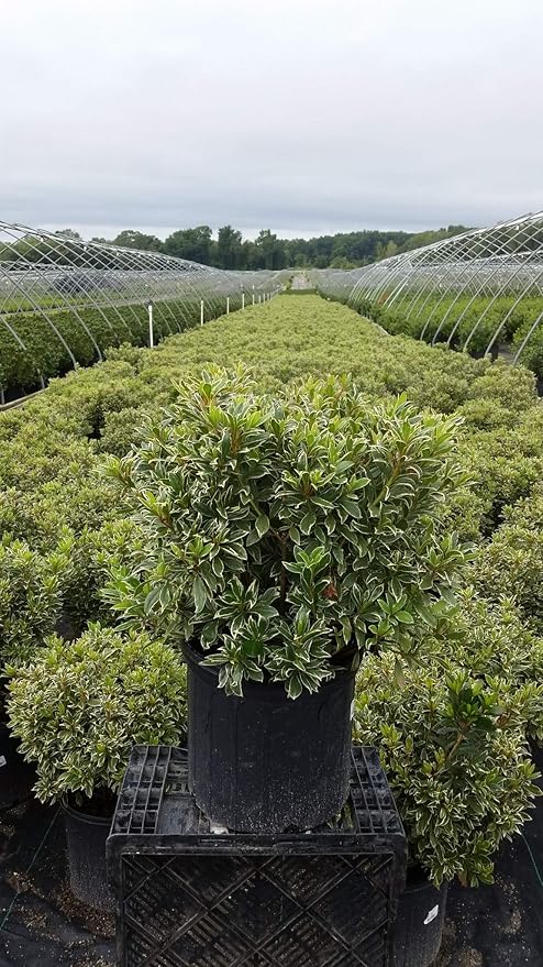 Azalea 'Arctic Rose' (Azalea) Shrub, deep rose flowers, #3 - Size Container