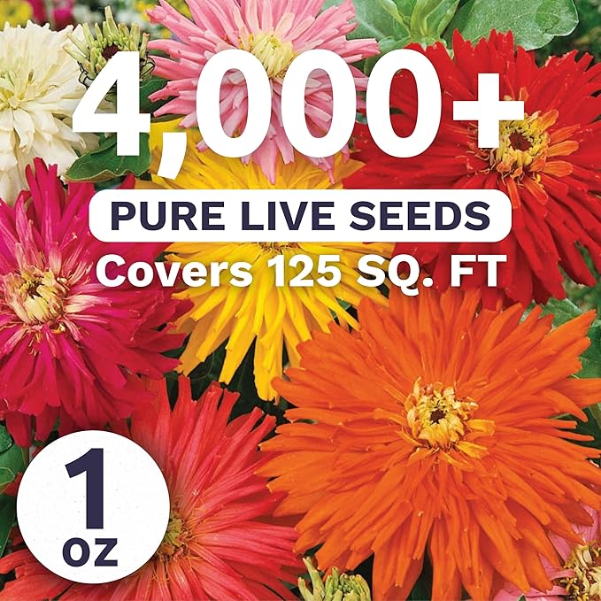 Zinnia Super Cactus Mix - Large 1 Ounce Packet - 4,000 Flower Seeds for Planting - Zinnia elegans