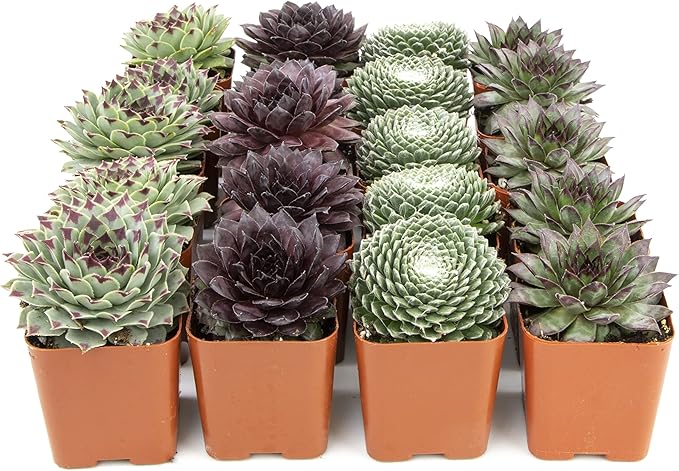Succulent Plants | 20 Sempervivum Succulents | Rooted in Planter Pots with Soil | Real Live Indoor Plants | Gifts or Room Decor by Plants for Pets