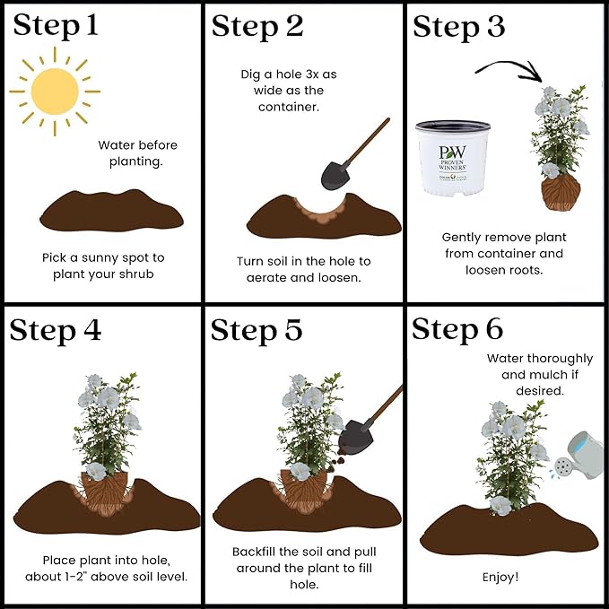 2 Gallon Proven Winners Hibiscus White Pillar Shrub