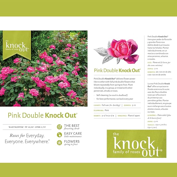 2 Gallon Knock Out Rose Double Pink with Rich Green Foliage