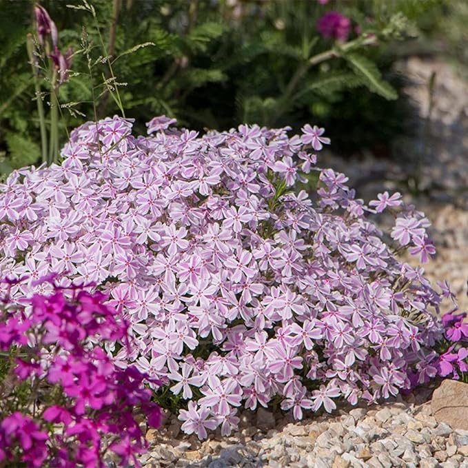 1000+ Creeping Phlox Seeds for Planting - Bright Phlox Seeds Creeping Perennial Ground Cover Plants - Annual Flower Seeds for Home and Garden