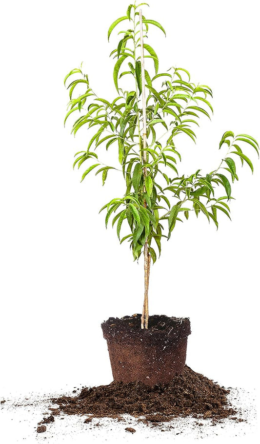 PERFECT PLANTS Flordacrest Peach Tree Live Plant, Produces Fruit, 4-5ft, Green