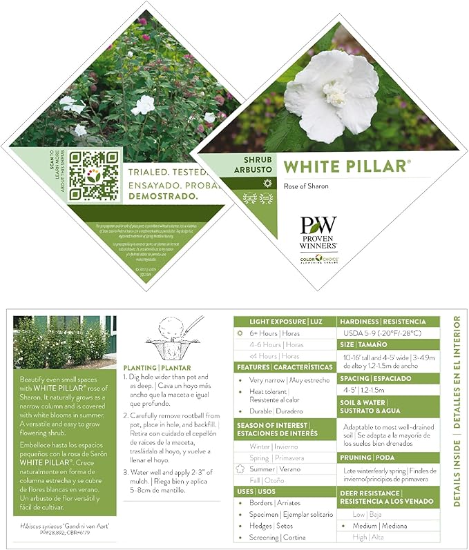 2 Gallon Proven Winners Hibiscus White Pillar Shrub