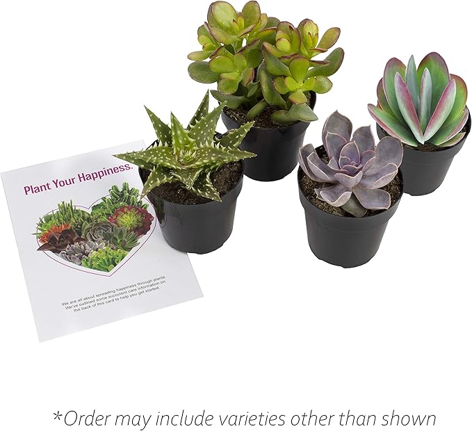 Altman Plants, Live Succulents Plants Live Houseplants (4PK), Succulent Plant Lover Gifts, Live Indoor Plants in Potting Soil, Live Plants Indoor Cactus Plants Live Succulent Plants Live House Plants