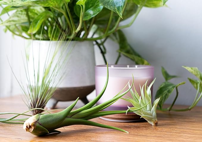 Tillandsia Air Plants Live Indoor Plants (12PK), Airplants Variety Live Plant Kit, Tropical Plants Live Houseplants, Air Plant Live Succulents Plants Live Plants Indoor House Plants by Plants for Pets